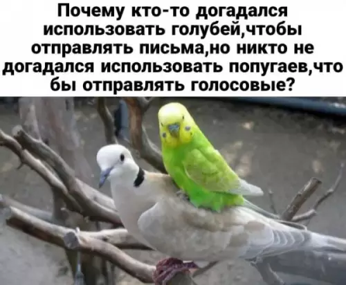 Умные птицы