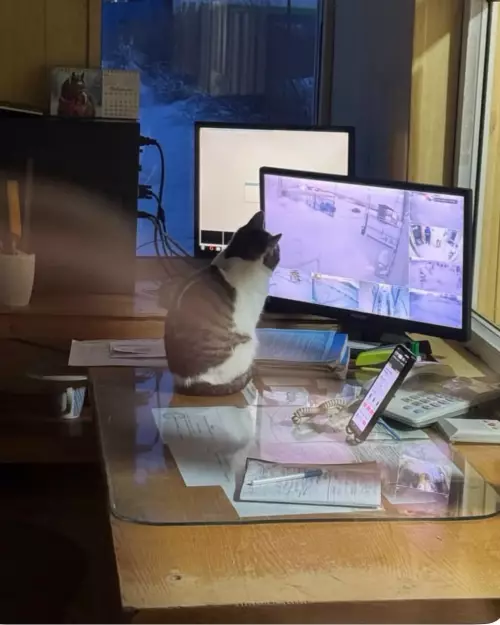 Самый суровый охранник в твоем районе 🐈‍⬛👀 - Охранник
