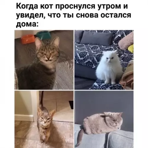 Смешная картинка №797997