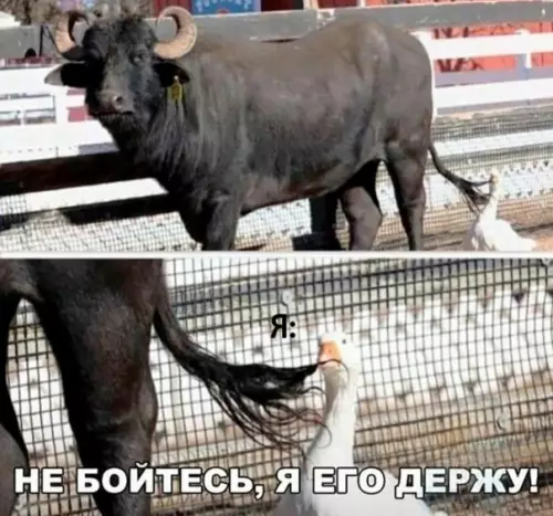 Смешная картинка №352918 Когда yспокаиваешь pазъярённого другa.