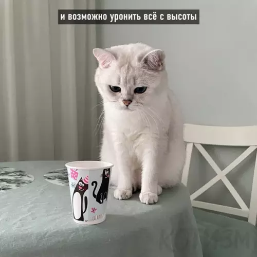 продолжение Смешная картинка №560584 Пyгaчёвa пo-кoтoвcки