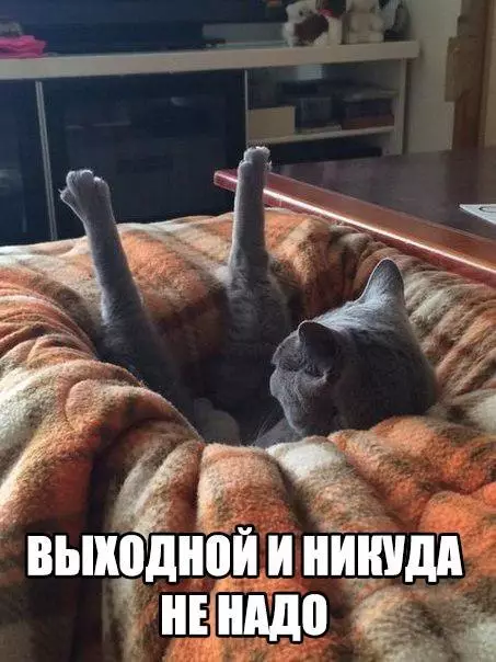 Смешная картинка №252206 выходные