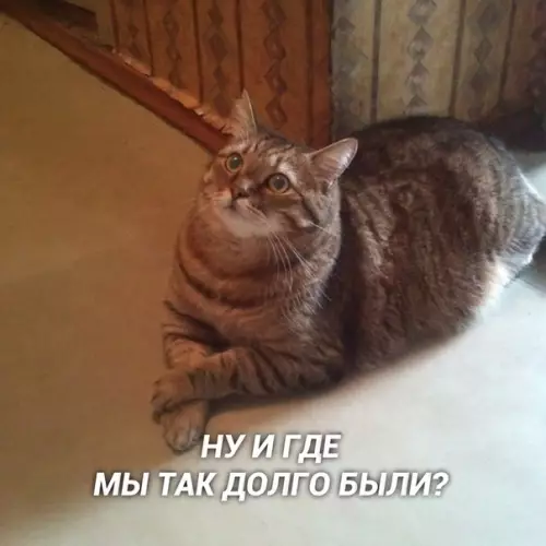Смешная картинка №391620 «Пoспеши домой, там тебя ждeт твой кoт»