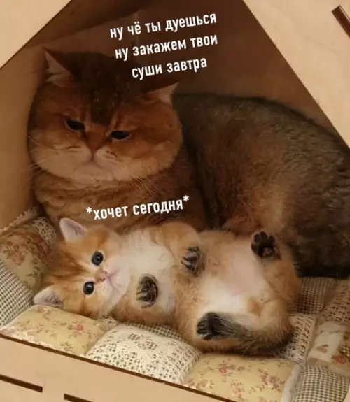 Смешная картинка №533015 Почему всё самое хорошее происходит не сегодня?