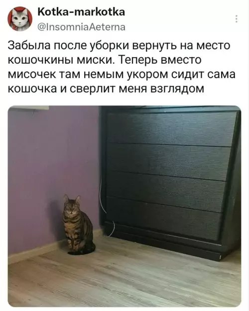 Смешная картинка №821246 Кошки