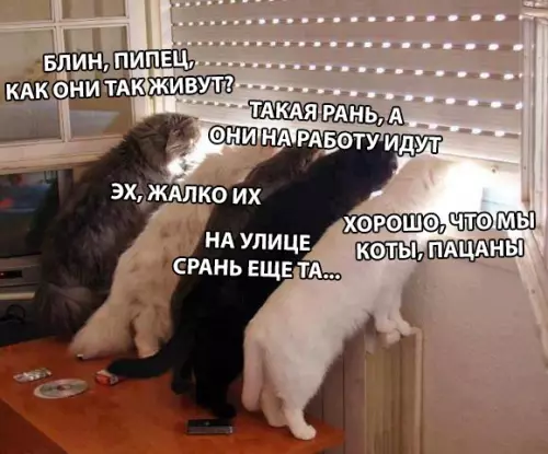 Смешная картинка №313879 коты