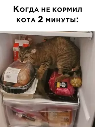Смешная картинка №641649 коты