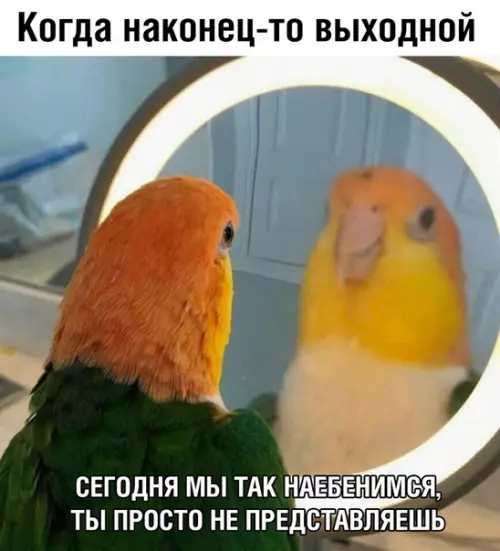 Смешная картинка №368013