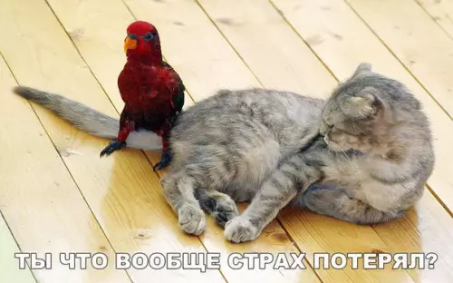 Смешная картинка №182323