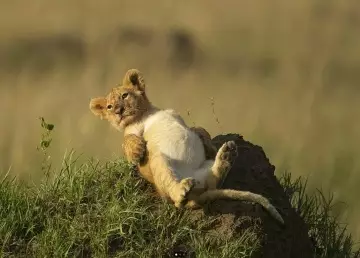 продолжение Очаровательный львенок