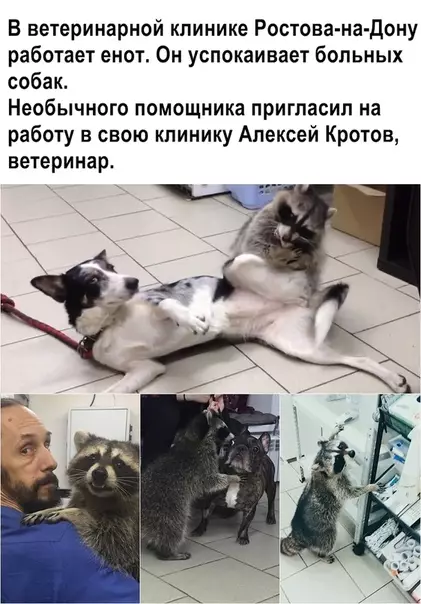 Смешная картинка №357121 животные
