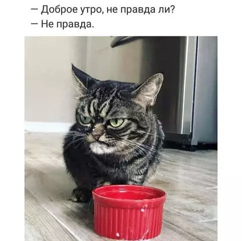 Смешная картинка №430354