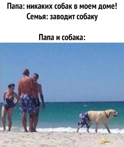 Семейные забавы с собакой