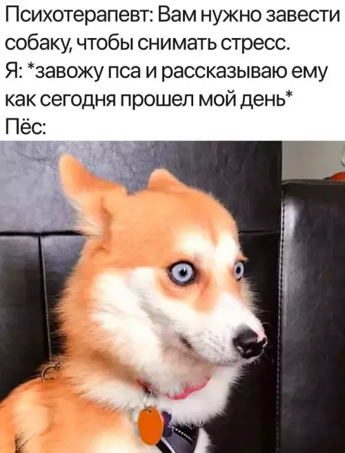 Смешная картинка №672662 Собаки