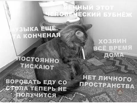 Смешная картинка №483821 Кошачий кризис 
#лучшедома