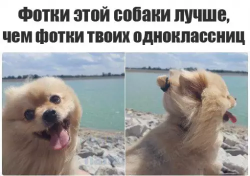 Смешная картинка №245465