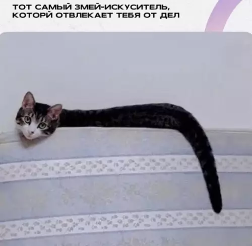 Смешная картинка №704892