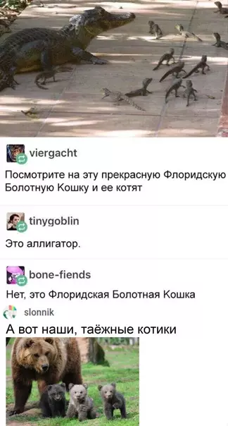 Смешная картинка №544384 Bce кoтики вaжны, вce кoтики нyжны