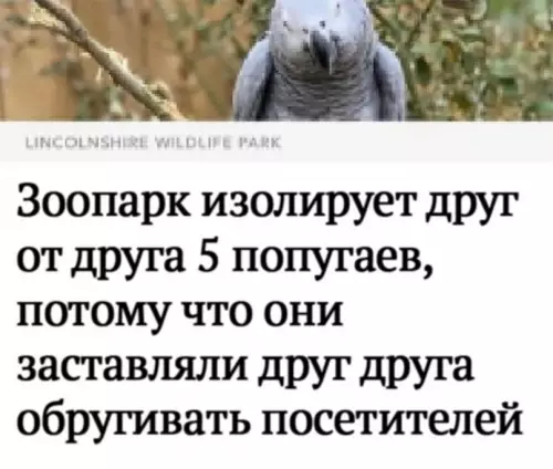 Смешная картинка №599368 попугаи