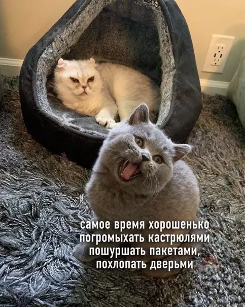 продолжение Смешная картинка №583225 Когда живешь с "жаворонком" ?