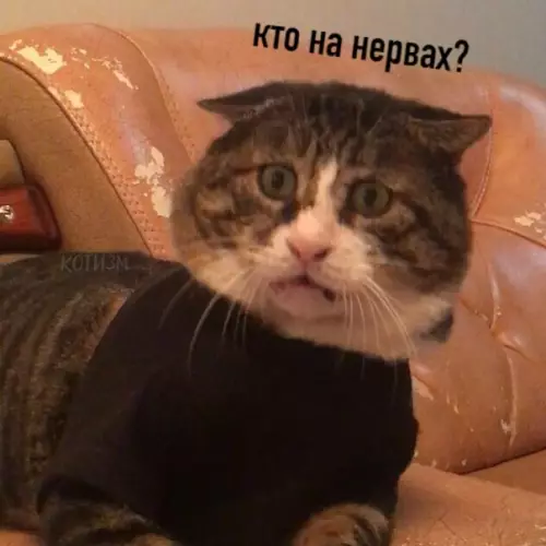 Смешная картинка №502254 Коротко о моём душевном состоянии: