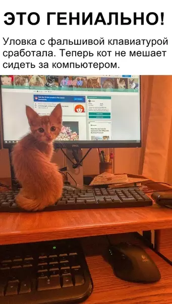 Смешная картинка №340026 коты