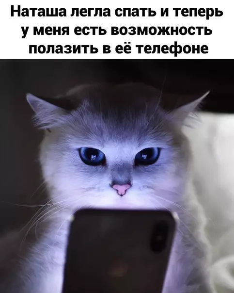 Смешная картинка №610237 Все мы немного Наташа Наташа, кошки