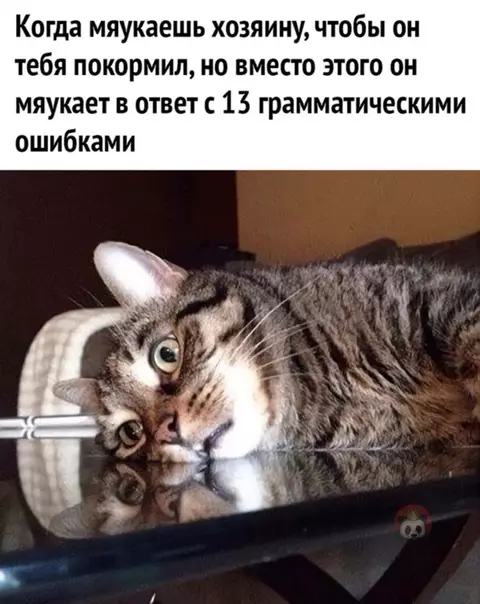 Смешная картинка №584373 Тяжела жизнь котов ? кошки