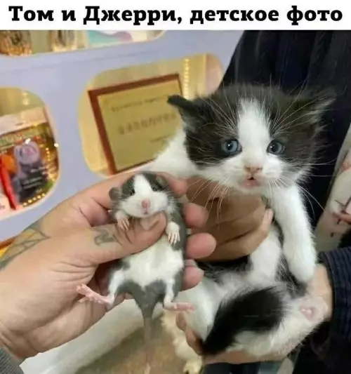Том и Джерри в детстве
