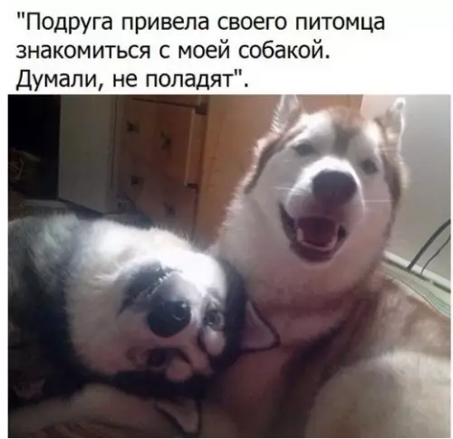 Смешная картинка №245128
