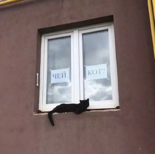 Смешная картинка №664844 Коты 