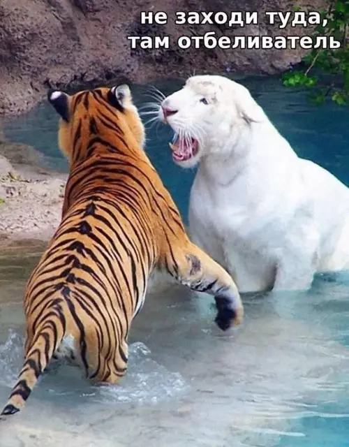 Смешная картинка №790791