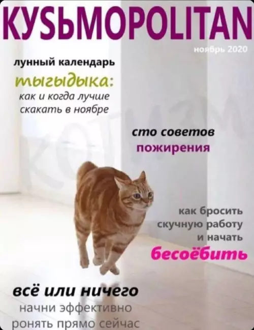Смешная картинка №665369 Редактору нужны еще громкие заголовки Коты 