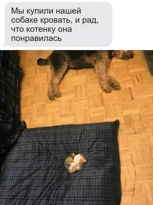 Смешная картинка №649161
