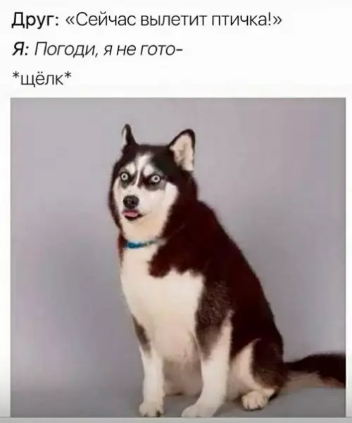 Смешная картинка №275626 И так всегда собаки