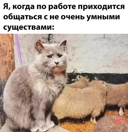 Смешная картинка №609584