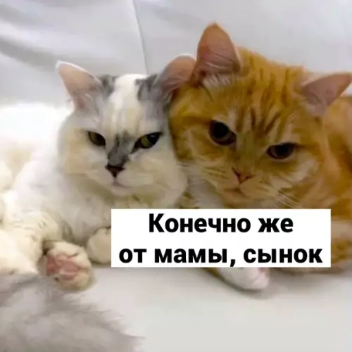 продолжение Смешная картинка №617604 3acкaмил