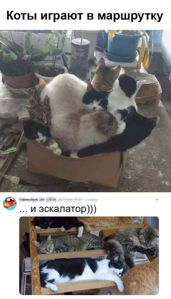 Смешная картинка №372004