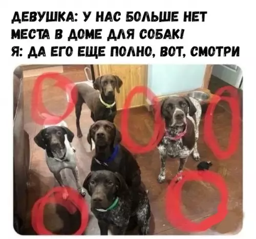 Смешная картинка №325695 собаки