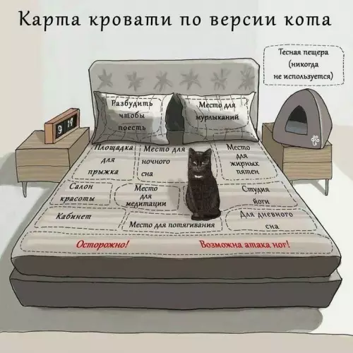 Смешная картинка №678666 Коты 