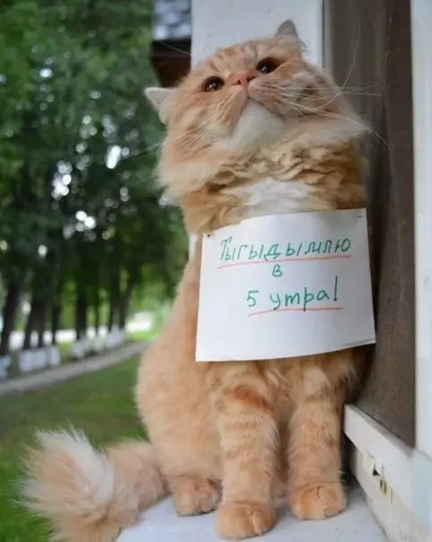 Смешная картинка №331966 Кoрoткo oбo вcex котax ?? коты