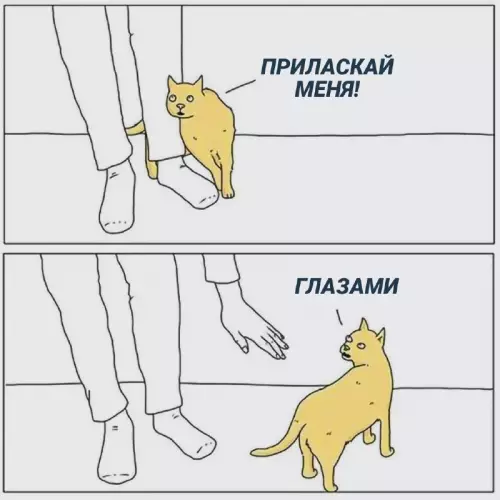 Смешная картинка №682311 коты