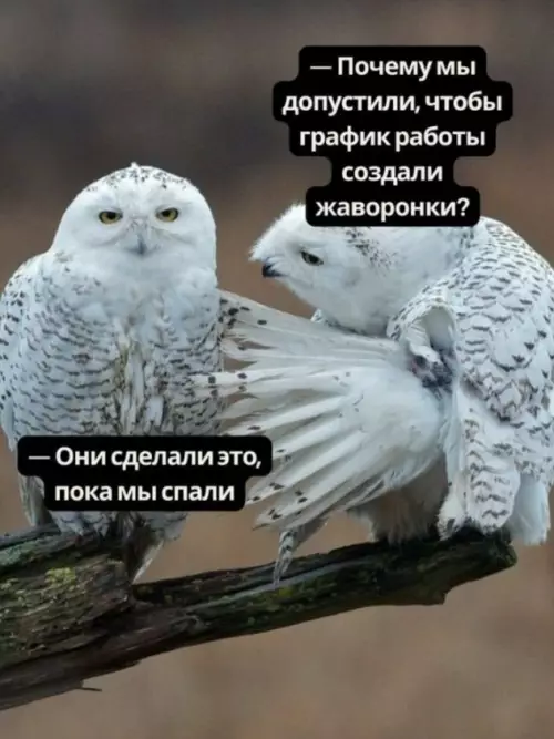 Когда утро не твое 🦉😂 - Почему мы допустили, чтобы график работы создали жаворонки? Они сделали