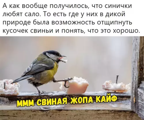 Смешная картинка №456719 Задайте другой вопрос "а кто сало не любит?"