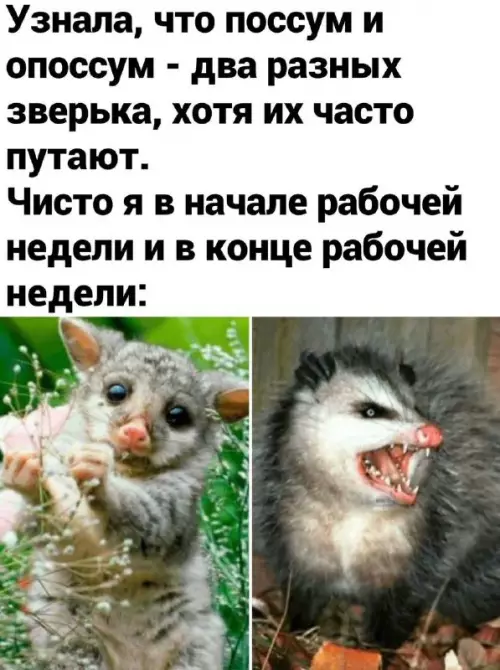 Смешная картинка №721435 Животные 