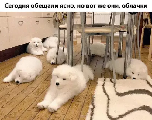 Смешная картинка №665517 собаки