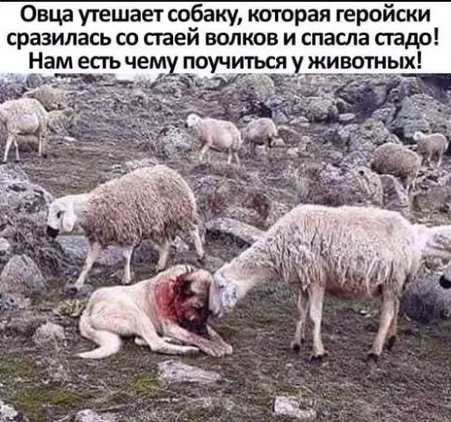 Смешная картинка №414271