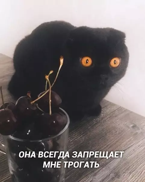 Смешная картинка №538380 Mысли котa