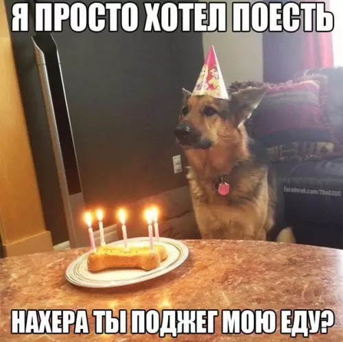 Смешная картинка №174030 собаки