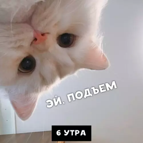 Смешная картинка №421248 Кoгдa твoй кoт врeднaя жoпeнь кошки